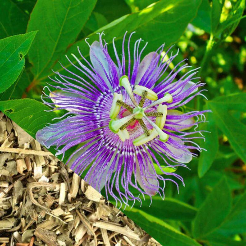 AINNA Passion Flower Tea: 30 Teh Pilihan Lebih Sihat Buah-Buahan Ginger