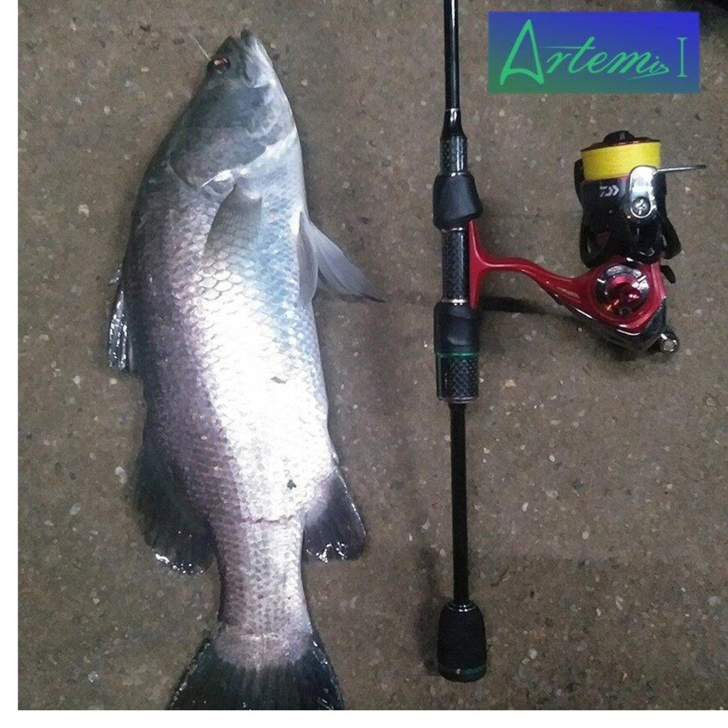 Pemancingan Artemis Ultralight: Pilihan Terbaik untuk Peminat Memancing AINNA - Ainna Store